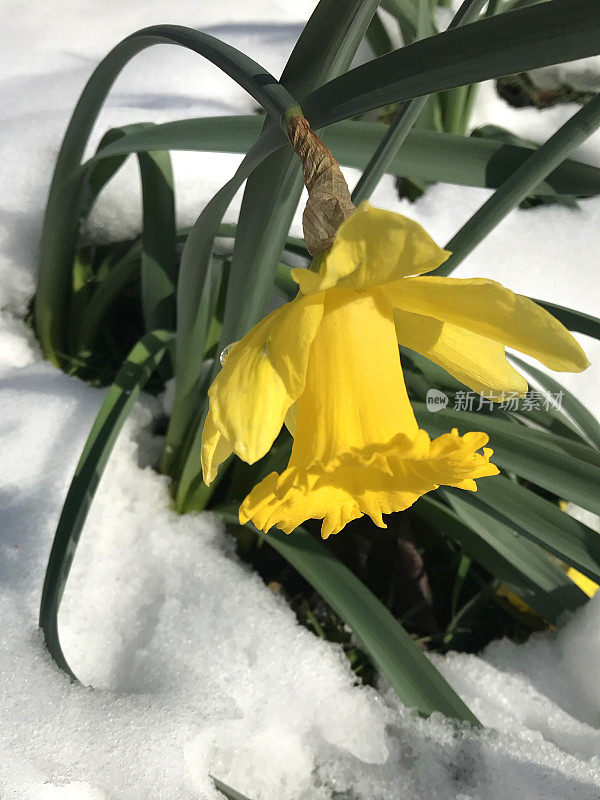 盛开的黄色水仙花喇叭水仙球茎生长在冬天的雪在英国花园，冰冻和冰冻的水仙花球茎花，开花和叶子在新鲜的雪后，春天/春天季节接近，英国，英国